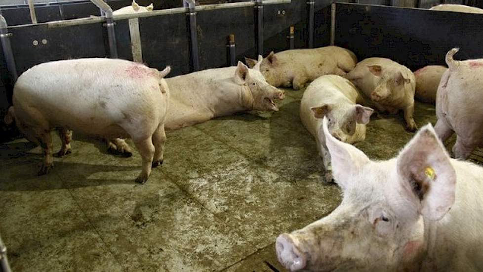 Elke drie weken biggen er zes zuivere York-zeugen af. Eén van de zes is geïnsemineerd met zuiver York-sperma, om de zuivere zeugenlijn in stand te houden. De andere vijf zijn geïnsemineerd met NL-sperma. Hieruit selecteren ze 27 gelten voor de opfok. Het