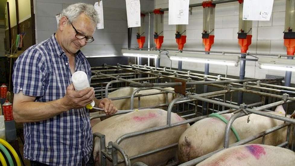 Gerard is ooit begonnen met een rotatiekruising. Na een aantal jaren ging hij zuivere Yorks gebruiken. „Daar hebben we er nu nog 140, 150 van over", geeft hij aan. Die zuivere Yorks worden gedekt door NL en zo maken de subfokkers hun eigen Topigs20-gelten