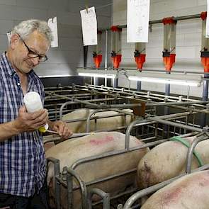 Gerard is ooit begonnen met een rotatiekruising. Na een aantal jaren ging hij zuivere Yorks gebruiken. „Daar hebben we er nu nog 140, 150 van over", geeft hij aan. Die zuivere Yorks worden gedekt door NL en zo maken de subfokkers hun eigen Topigs20-gelten