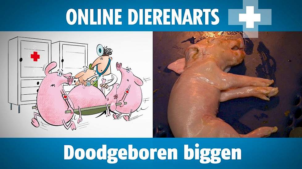 Online dierenarts: Doodgeboren Biggen