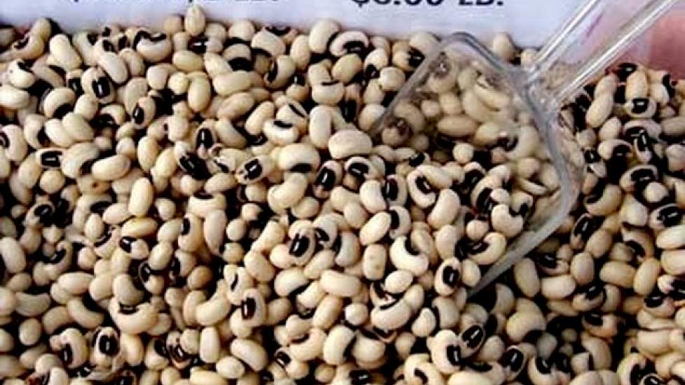 De zwarte ogen bonen (Black Eyed Peas, Vigna Unguiculata) die de familie Smit teelt, is bestemd voor export naar Europa. Wat ze ook veel telen voor de export zijn zaden van de stamslabonen. Het gaat om zowel de moderne industriële als ouderwetse rassen vo