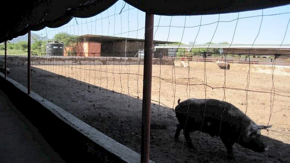 Jaap Smit noemt zijn bedrijf groot en extensief. Het gesloten bedrijf met 35 zeugen is de grootste varkenshouderij van Tanzania. In Nederland zou het varkensbedrijf van de familie Smit biologisch heten. De zeugen hebben een uitloop naar buiten.