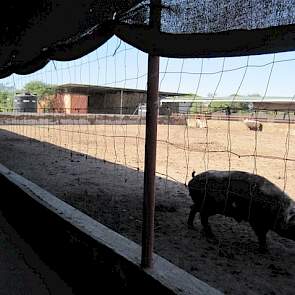 Jaap Smit noemt zijn bedrijf groot en extensief. Het gesloten bedrijf met 35 zeugen is de grootste varkenshouderij van Tanzania. In Nederland zou het varkensbedrijf van de familie Smit biologisch heten. De zeugen hebben een uitloop naar buiten.