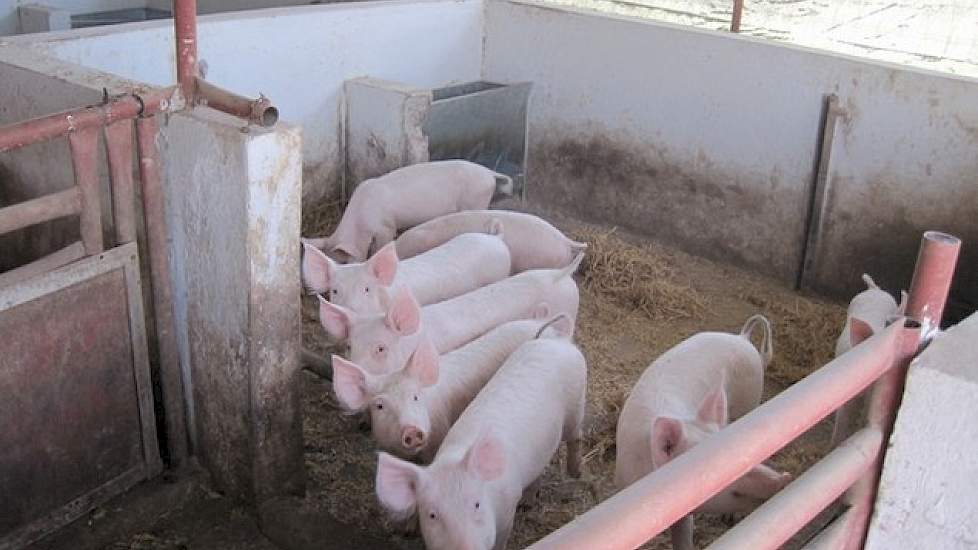 De zuigende biggen worden vanaf de tweede levensweek bijgevoerd met vast voer. Als ze na twee maanden worden gespeend, komen ze grote groepen van 100 biggen bij elkaar.