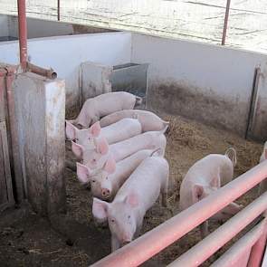 De zuigende biggen worden vanaf de tweede levensweek bijgevoerd met vast voer. Als ze na twee maanden worden gespeend, komen ze grote groepen van 100 biggen bij elkaar.