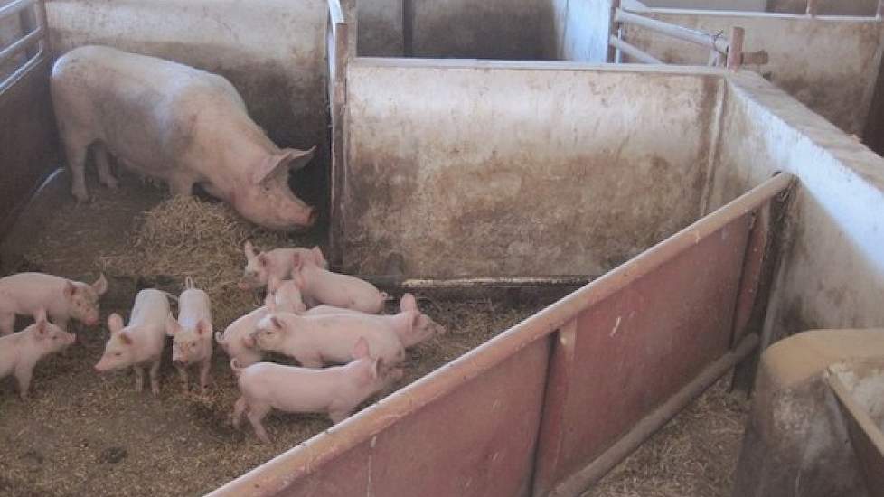 De gemiddelde worpgroottes zijn verrassend groot. Ze hebben grote tomen van ongeveer 12 tot 14 biggen per worp. Volgens Jaap Smit komt dit doordat de zeugen de tijd hebben om te herstellen en lange tijd bij de dekbeer lopen.