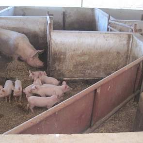 De gemiddelde worpgroottes zijn verrassend groot. Ze hebben grote tomen van ongeveer 12 tot 14 biggen per worp. Volgens Jaap Smit komt dit doordat de zeugen de tijd hebben om te herstellen en lange tijd bij de dekbeer lopen.