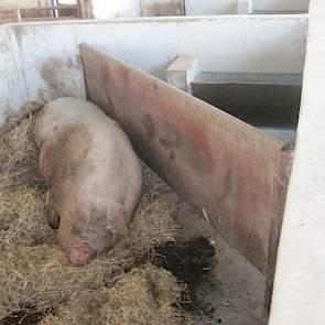 De kraamzeugen hebben vrije rondloop in een kraamhok met stro. Staarten couperen en castratie kennen ze niet. De biggen blijven tot 8 weken bij de zeug liggen. Daarna worden de zeugen een paar weken met ‘vakantie gestuurd’ voordat ze in een grote uitloop