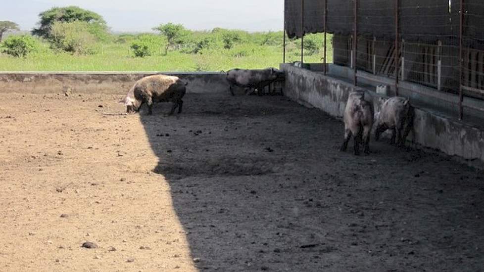 Al de zeugen worden natuurlijk geïnsemineerd met één van de dekberen op het bedrijf. De guste zeugen blijven lang bij de beer lopen totdat ze er zeker van zijn dat de zeug dragend is. Dan wordt ze apart gezet.