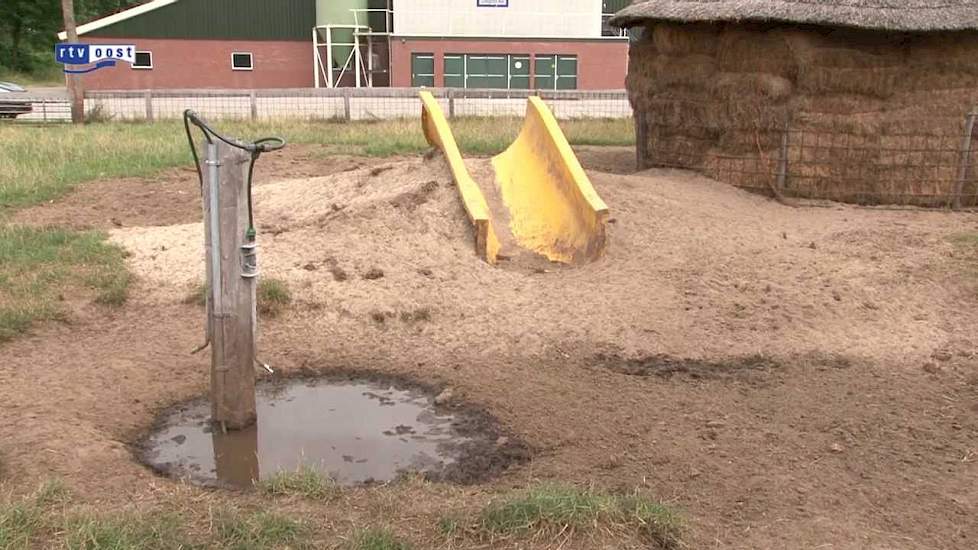 Varkens op de glijbaan in Bathmen