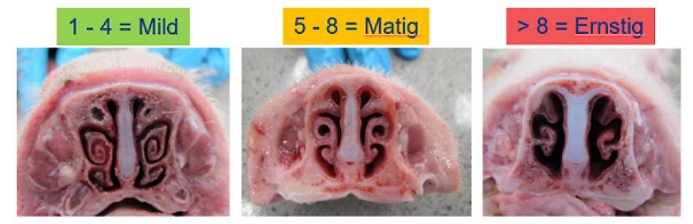 Afbeelding 1. Foto’s van dwarsdoorsneden van de neus van gespeende biggen met verschillende mate van aantasting. (Bron: Bordetella project, uitgevoerd door Royal GD in samenwerking met HIPRA, 2023).