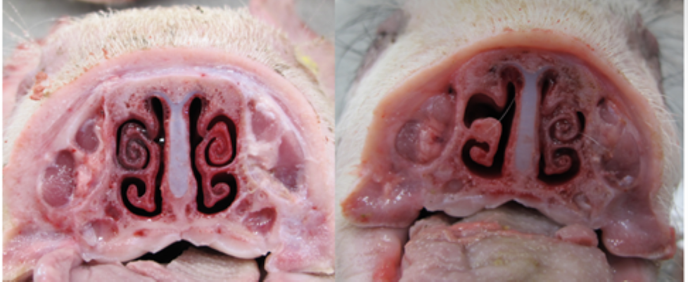 Afbeelding 1. Dwarsdoorsnede van de neus van gespeende biggen met zichtbare letsels aan meerdere neusschelpen, aangeduid met ↑ (Bron: Bordetella project, Royal GD - HIPRA, 2023).