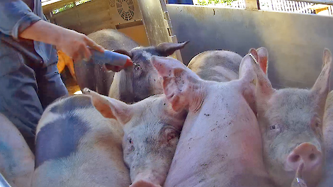 Politiek laakt wegkijk-reactie Vee & Logistiek op beelden Varkens in Nood