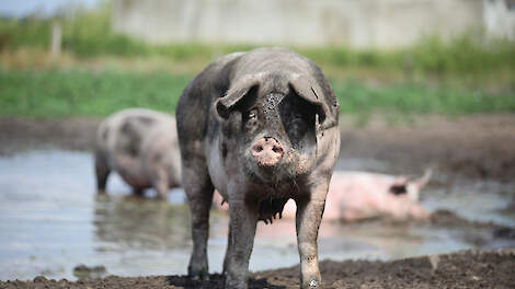 Veehouderij krijgt rapportcijfer 5,9