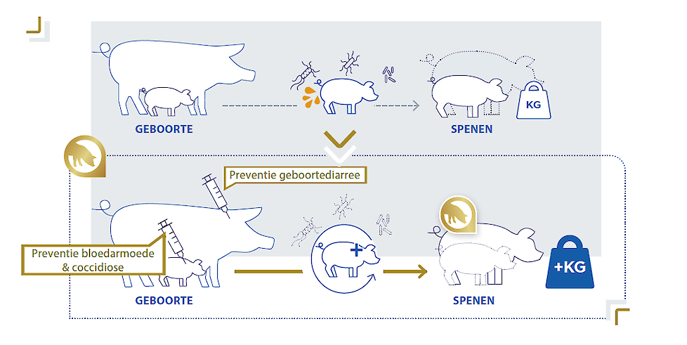 Preventieve vaccinatie van zeugen tegen geboortediarree en behandeling van biggen tegen bloedarmoede en coccidiose verbetert de gezondheid van biggen en draagt bij tot de productie van kwaliteitsbiggen