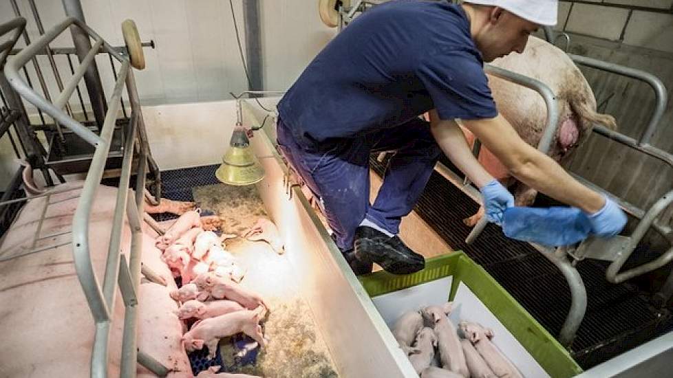 Dierenarts Rutger Jansen van ForFarmers Hendrix las vorig jaar over Immunocrit en nam contact op met Jeffrey Vallet om te kijken of deze methode in Nederland in de praktijk uitvoerbaar is. Hij was de eerste die dit oppikte en inmiddels is er al een tienta