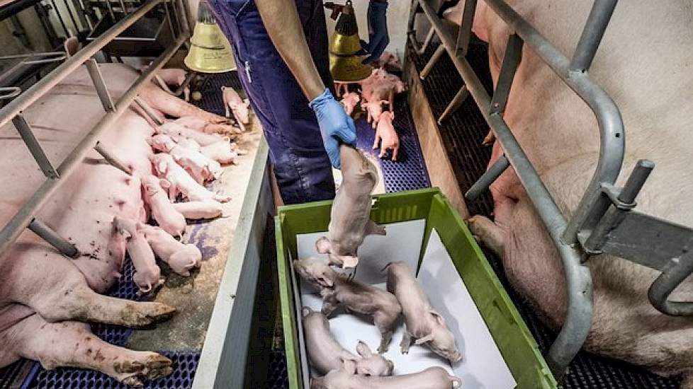 Een dag na de geboorte worden bloedmonsters van biggen genomen en gemengd met ammoniumsulfaat. Dat mengsel wordt in een ultradun buisje gedaan en gecentrifugeerd. Na centrifuge is het gehalte van immunoglobuline afleesbaar.