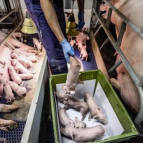 Een dag na de geboorte worden bloedmonsters van biggen genomen en gemengd met ammoniumsulfaat. Dat mengsel wordt in een ultradun buisje gedaan en gecentrifugeerd. Na centrifuge is het gehalte van immunoglobuline afleesbaar.