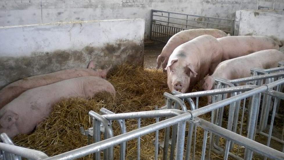 Huizinga en zijn compagnon willen de investeringskosten zo laag mogelijk houden. In de stallen worden geen mestkelders gebouwd. Alle varkens leven op een dichte vloer met stro. Dit is goedkoper en stro is er genoeg beschikbaar. De bouwkosten per zeugenpla