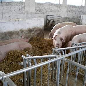 Huizinga en zijn compagnon willen de investeringskosten zo laag mogelijk houden. In de stallen worden geen mestkelders gebouwd. Alle varkens leven op een dichte vloer met stro. Dit is goedkoper en stro is er genoeg beschikbaar. De bouwkosten per zeugenpla