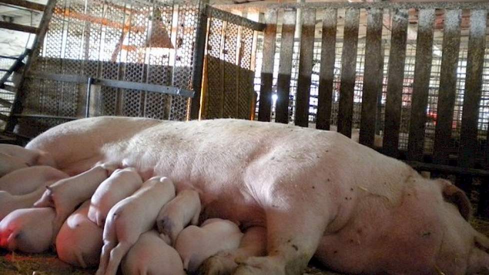 Door de inpassing van veel gelten en een Aujeszky uitbraak zijn de technische resultaten dit jaar in elkaar geklapt. Aujeszky is één van de ziektes waar nu wordt tegen gevaccineerd. Verder krijgen alle dieren op het bedrijf twee keer per jaar een vaccinat