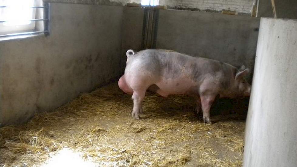 Doordat ze binnen vier jaar zijn gegroeid van 25 naar 700 zeugen zijn ze druk met de aanfok en selectie van gelten. Voor de varkens zijn beide Nederlanders aangewezen op lokale genetica. Ze maken gebruiken van eigen aanfok.