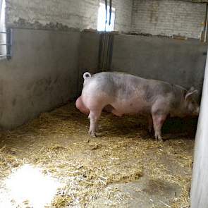 Doordat ze binnen vier jaar zijn gegroeid van 25 naar 700 zeugen zijn ze druk met de aanfok en selectie van gelten. Voor de varkens zijn beide Nederlanders aangewezen op lokale genetica. Ze maken gebruiken van eigen aanfok.