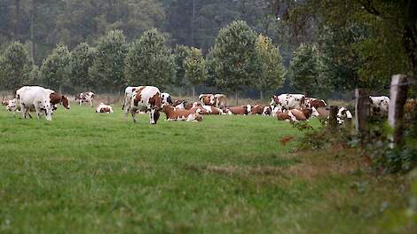 Deadline provinciale stikstof- en natuurplannen van tafel