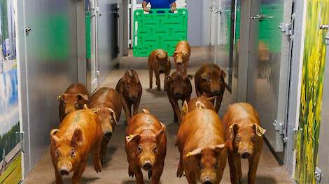 Eerste beren gearriveerd bij Delta Norway van Topigs Norsvin