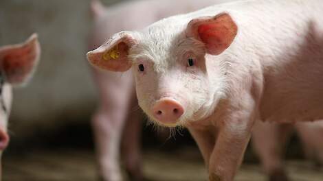 Hoe ga je met voeding de strijd aan met streptokokken bij varkens?