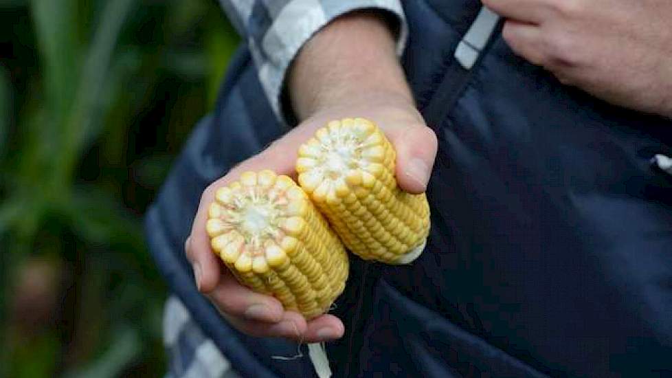 De dikke kolven hebben een iets dikkere spil. Speciale korrelmaïsrassen voor varkens bestaan er overigens nog niet echt, maar de ‘dent’ korrel heeft een iets minder harde hoornlaag en is kruimiger dan de ‘flint’ korrel (bolle korrel). De ‘dent’ korrel is