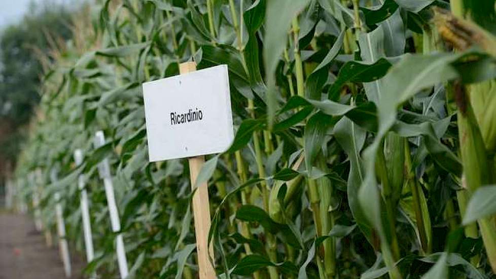 Op het demoveld in Ospel heeft ForFarmers een grote verscheidenheid staan aan korrelmaïsrassen staan. Er is veel verschil tussen maisrassen. Het is belangrijk een ras te zaaien dat past bij de bodem en het klimaat. Op natte grond kan beter een vroegrijp r