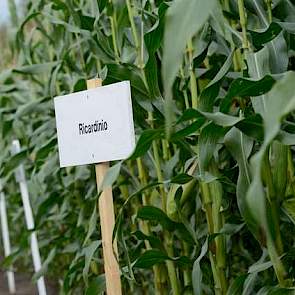 Op het demoveld in Ospel heeft ForFarmers een grote verscheidenheid staan aan korrelmaïsrassen staan. Er is veel verschil tussen maisrassen. Het is belangrijk een ras te zaaien dat past bij de bodem en het klimaat. Op natte grond kan beter een vroegrijp r