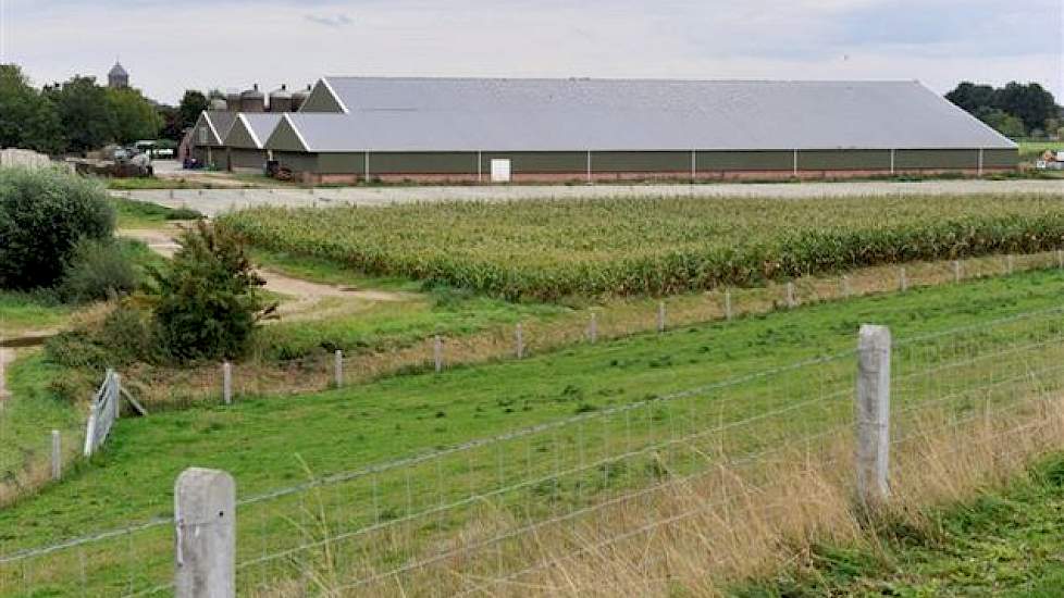 Overzicht van het bedrijf aan de Herreweg in Balgoij. Tussen de stal en het maïsperceel zijn de mestputten te zien die al bijna 3 jaar klaarliggen. Ze zijn bestemd voor een nieuwe stal voor 500 zeugen, maar Peters kreeg de financiering niet rond.