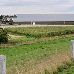 Overzicht van het bedrijf aan de Herreweg in Balgoij. Tussen de stal en het maïsperceel zijn de mestputten te zien die al bijna 3 jaar klaarliggen. Ze zijn bestemd voor een nieuwe stal voor 500 zeugen, maar Peters kreeg de financiering niet rond.