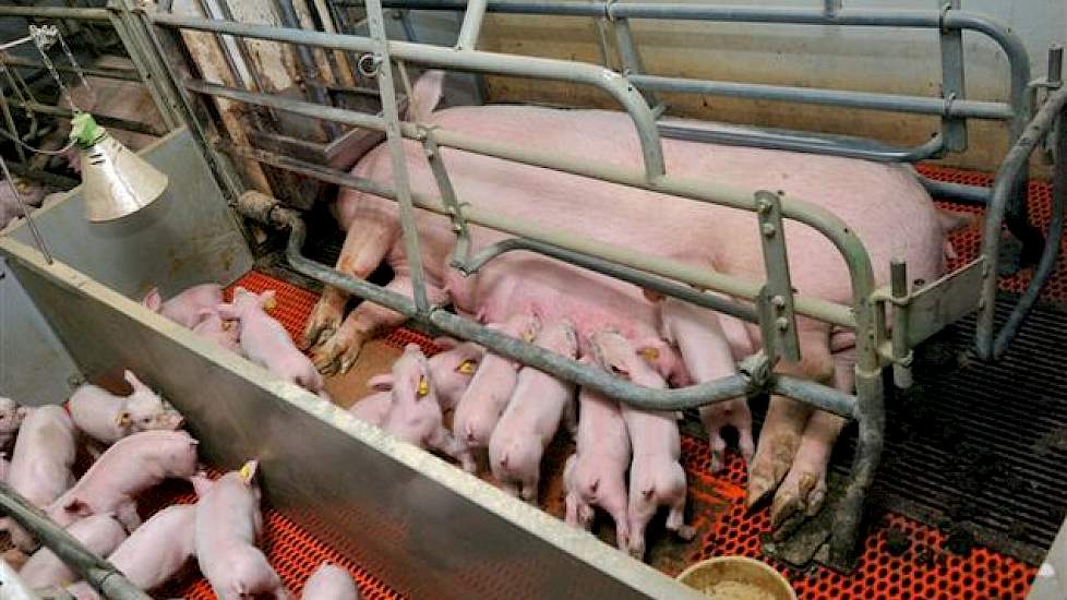 Peters werkt met Topigs 20 zeugen x Tempo. Gemiddeld produceren ze 12,2 gespeende biggen per worp. De uitval in het kraamhok bedraagt 13 procent. Jaarlijks betekent dat 29,8 gespeende biggen per zeug en 29 afgeleverde biggen van 25 kilo per zeug.