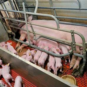 Peters werkt met Topigs 20 zeugen x Tempo. Gemiddeld produceren ze 12,2 gespeende biggen per worp. De uitval in het kraamhok bedraagt 13 procent. Jaarlijks betekent dat 29,8 gespeende biggen per zeug en 29 afgeleverde biggen van 25 kilo per zeug.