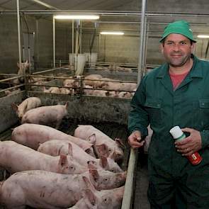 René Schepers (45) heeft zes verschillende locaties met varkens. Hij heeft één locatie in Nederland en vijf locaties met varkens net over de grens in de Duitse deelstaat Noordrijn Westfalen. Hij houdt Topigs-20 zeugen en dekt deze met sperma van de Top Pi