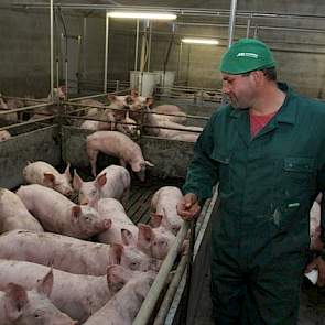 Het was voor Schepers de reden om de helft van zijn dieren de grens over te brengen. Met alle leeftijdsgroepen op een aparte locatie heeft hij bovendien grote diergezondheidsvoordelen kunnen halen. „Ik was onbedoeld de tijd ver vooruit”, zegt hij enigszin