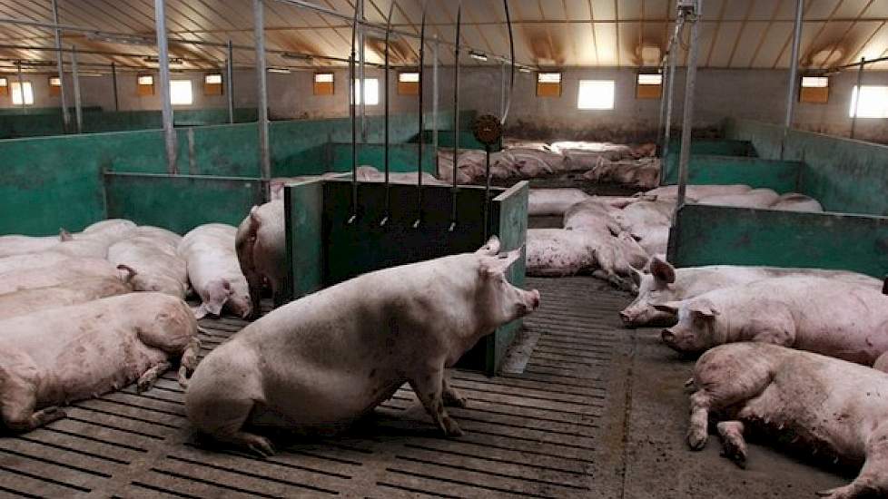 Schepers voert al decennialang geen dieren op zijn vermeerderingsbedrijf meer aan. Mede daarom was hij tot een paar jaar geleden PRRS-vrij. Met de grootschalige uitbreiding van zijn zeugenstapel heeft hij gelten van buitenaf moeten aanvoeren. Hiermee heef