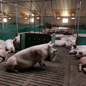 Schepers voert al decennialang geen dieren op zijn vermeerderingsbedrijf meer aan. Mede daarom was hij tot een paar jaar geleden PRRS-vrij. Met de grootschalige uitbreiding van zijn zeugenstapel heeft hij gelten van buitenaf moeten aanvoeren. Hiermee heef