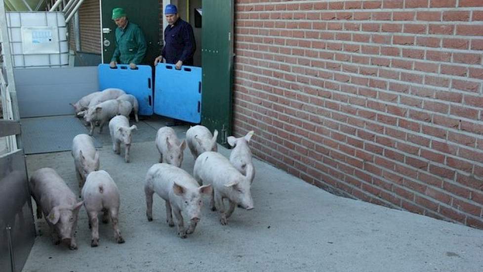 Vanuit Anholt verkoopt de Nederlander de biggen aan een Duitse mester of vervoert hij de biggen naar één van zijn drie vleesvarkensbedrijven in Duitsland. Doordat de gespeende biggen al in Duitsland zijn, hoeft Schepers nu geen exportdocumenten meer te re