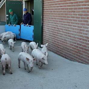 Vanuit Anholt verkoopt de Nederlander de biggen aan een Duitse mester of vervoert hij de biggen naar één van zijn drie vleesvarkensbedrijven in Duitsland. Doordat de gespeende biggen al in Duitsland zijn, hoeft Schepers nu geen exportdocumenten meer te re