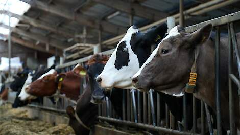 CNV: BBB-minister negeert 30.000 werknemers in landbouwsector