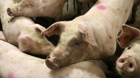 Geen relatie tussen darmbloeding vleesvarkens en bacterie Lawsonia