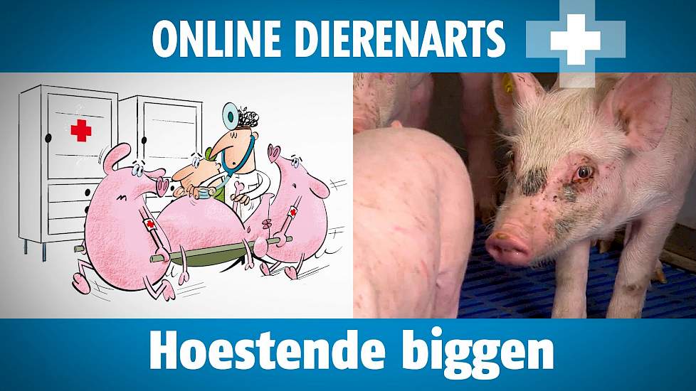 Online dierenarts: Hoest in de biggenbatterij