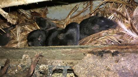 Toezicht op gebruik ratten- en muizengif aangescherpt