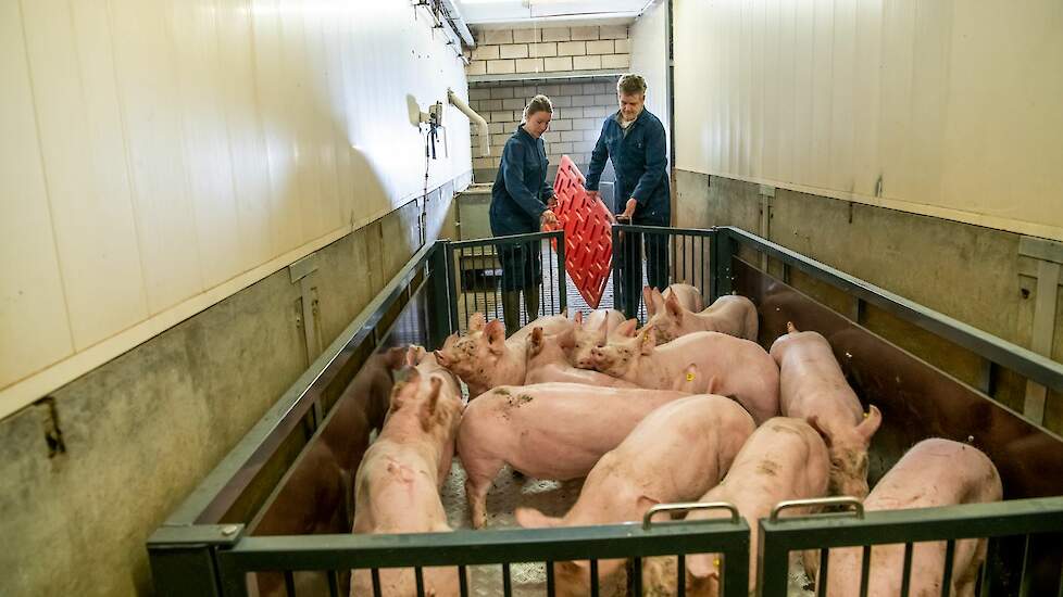 Waar Martin in het verleden bewust koos voor één voer voor de gehele ronde, zet hij sinds kort VitaMax® startvoer in. Het resultaat: gezonde varkens die snel op een hoog voerniveau zitten.