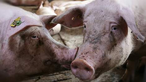 Praktijkonderzoek leidt tot trogverdelers van 1,20 meter in Beter Leven keurmerk