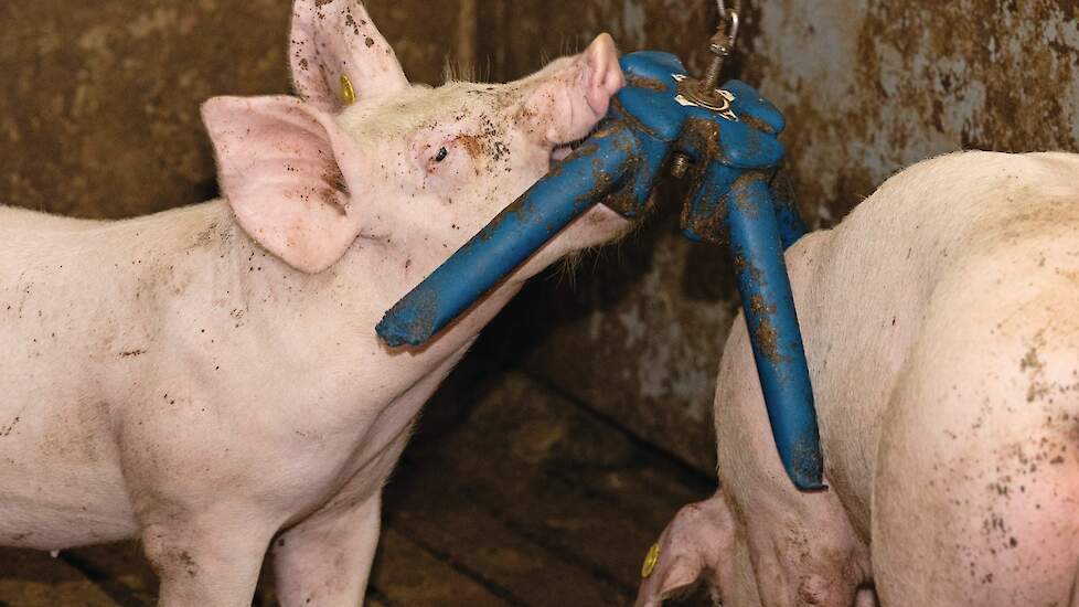 De vleesvarkens hebben volop speel- en afleidingsmateriaal. Ook krijgen ze hooi en brikketten met luzerne.